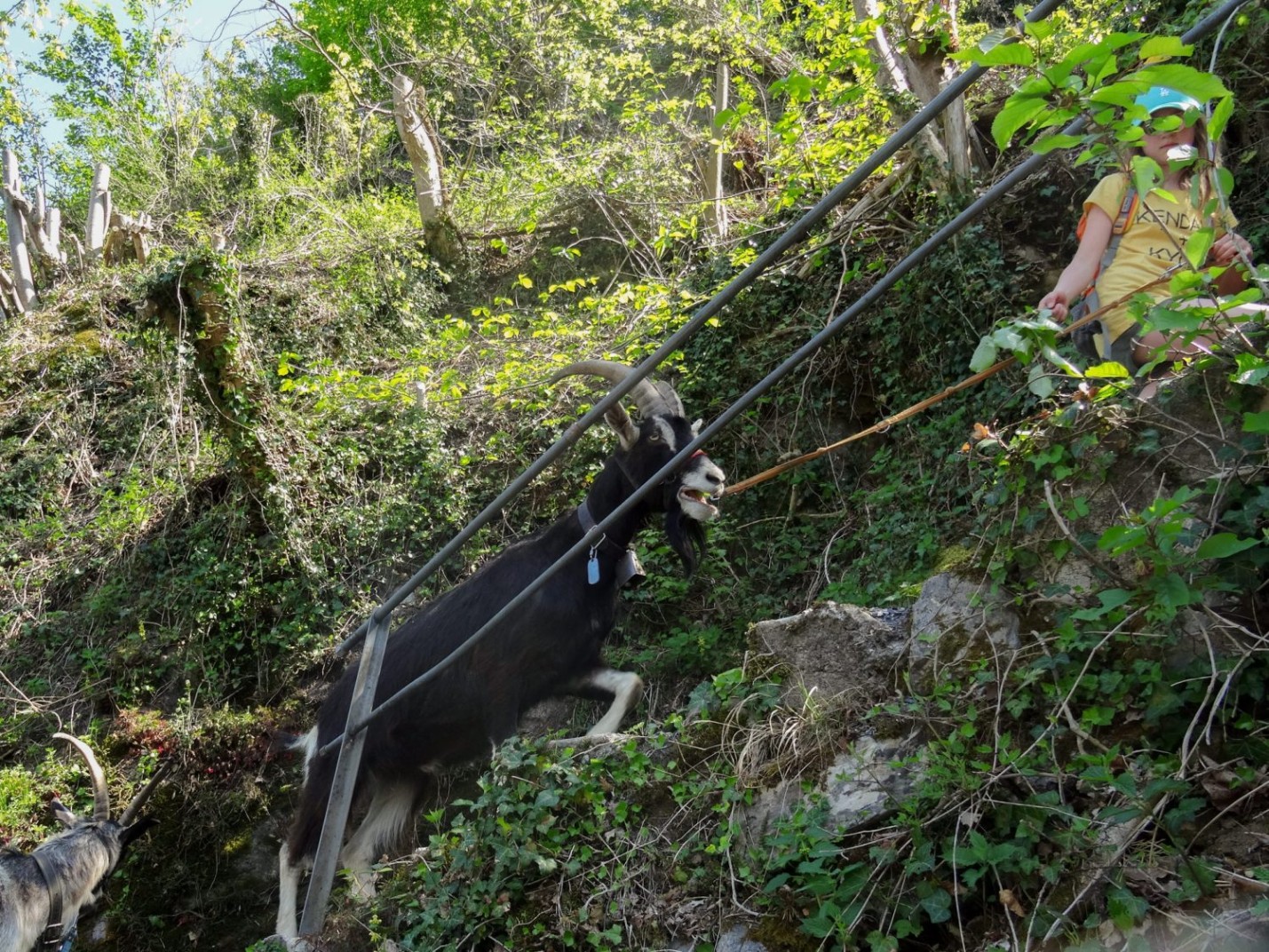 Wandern mit Ziegen totes ma goats! 🐐 • Schweizer Wanderwege