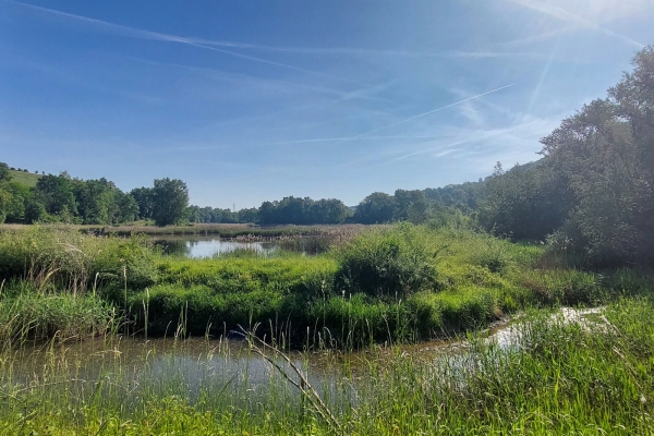 Faune et flore d’exception sur la rive du Rhône