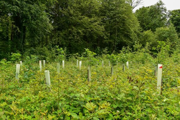 Auf dem Uferweg zum Baselbieter Hardwald