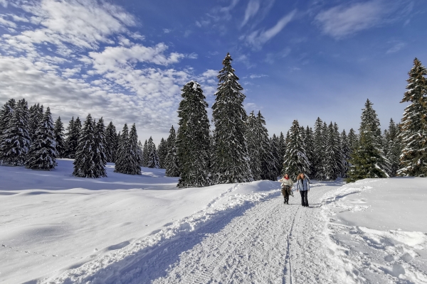 Weisse Weiden im Waadtländer Jura