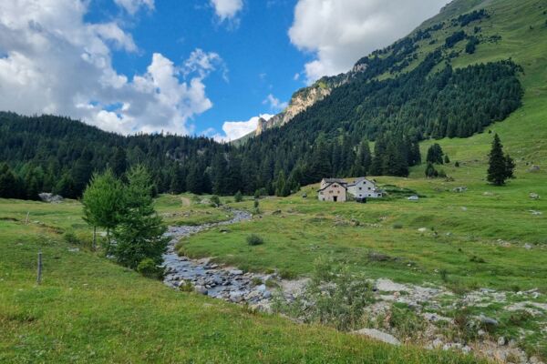 Blühende Alpwiesen und Hochmoore am Lukmanier