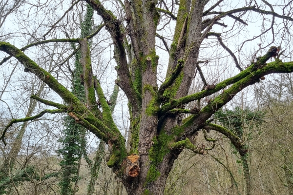 Promenade dans la campagne genevoise