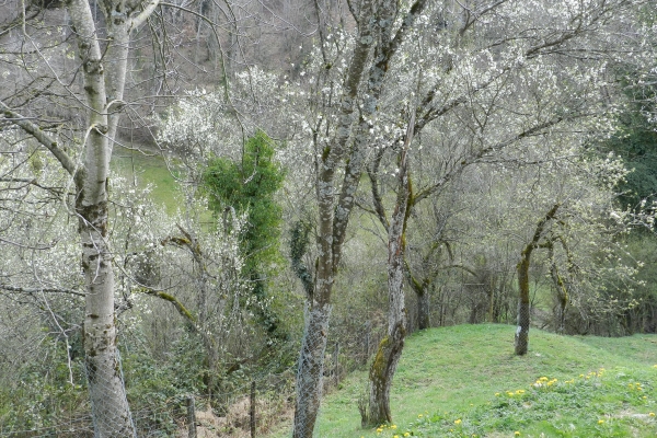 Blühende Damassine-Pflaumenbäume