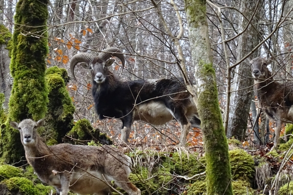 Auf den Spuren der Mufflons