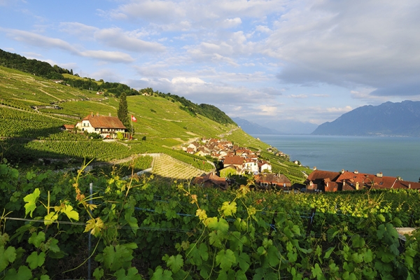 Die Terrassen des Lavaux am Genfersee