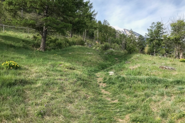 Trionfo di fiori nella valle di Turtmann