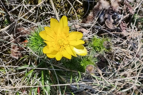 Einzigartige Blütenpracht im Turtmanntal