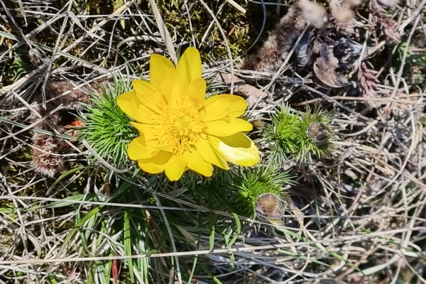 Trionfo di fiori nella valle di Turtmann