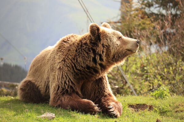 Wandertag Graubünden: Tierisch gut unterwegs