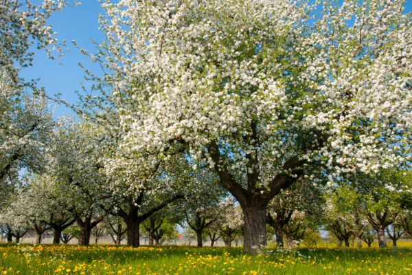 Frühling auf dem Seerücken