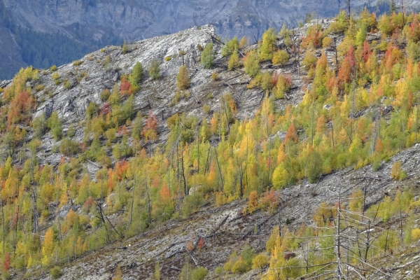 Zone d’incendie de forêt au-dessus de Loèche