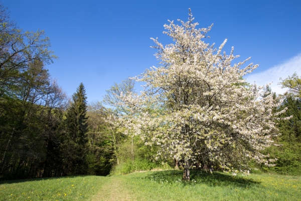 Durchs Kirschblütenland von Gempen nach Liestal