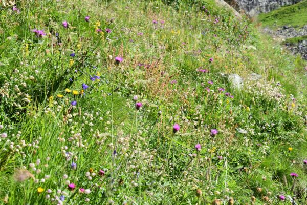 Sui sentieri di Robiei tra specchi d’acqua e fiori dai mille colori