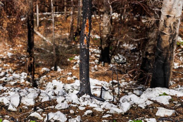 À la découverte des coléoptères au-dessus de Welschenrohr