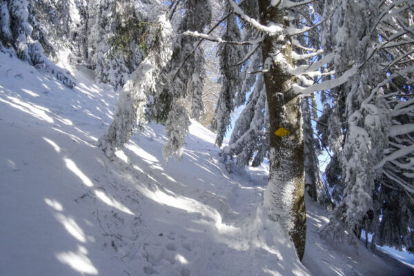 Den ganzen Tag im Schnee 