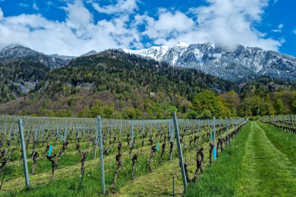 Vignes et châteaux dans la Seigneurie grisonne