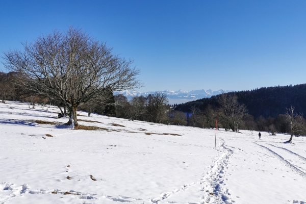 Weisses Weideland im Berner Jura