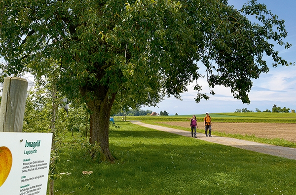 Arbres fruitiers en Thurgovie