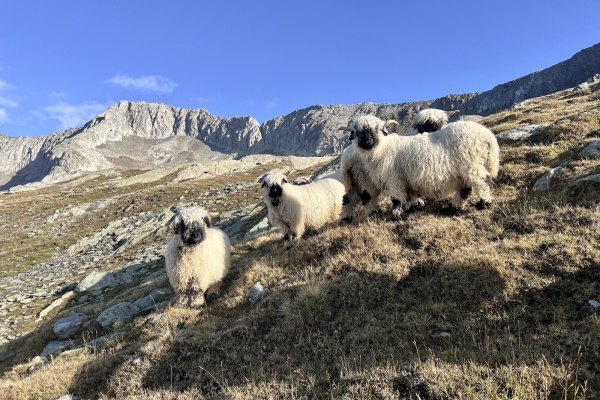 Vue panoramique sur le Sparrhorn