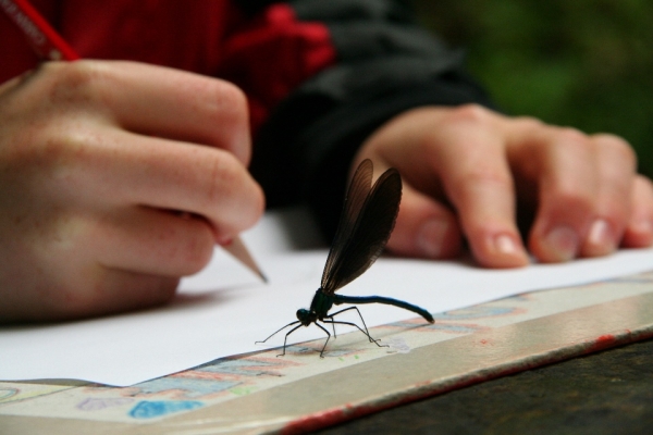 Animations pédagogiques en pleine nature