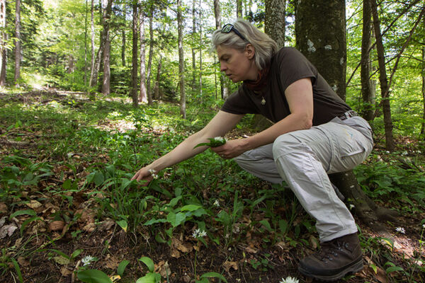Solothurner Wildpflanzentour
