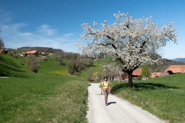 Auf dem Gürbetaler Höhenweg