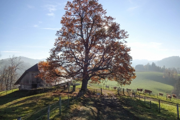 Autour de l’Hegewald