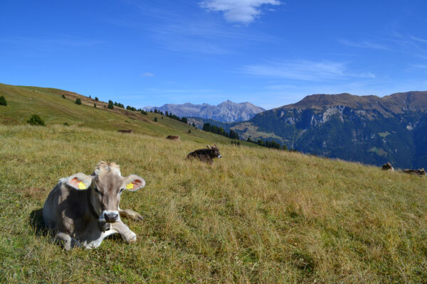 Aussichtsreicher Schamserberg im Naturpark Beverin