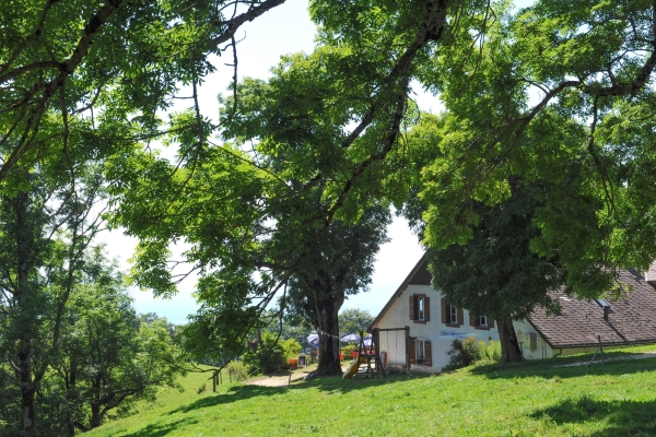 Käsekugeln im Solothurner Jura