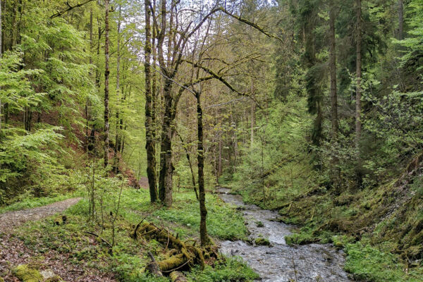 Gorge sauvage dans les Franches-Montagnes