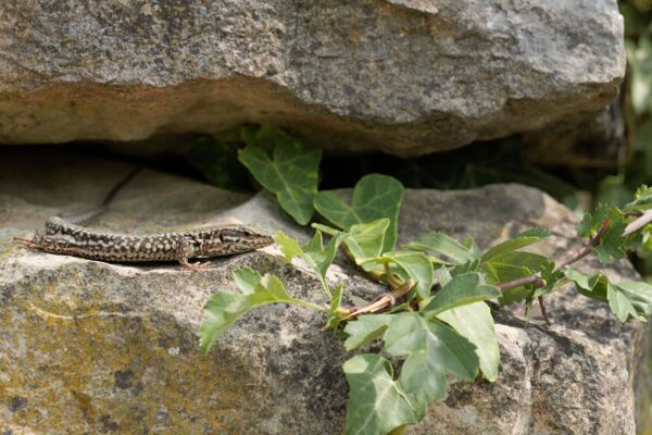 Auf Reptilien-Tour im Schenkenbergertal