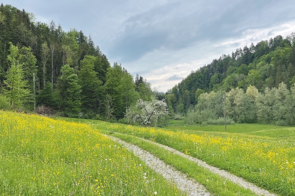 Zubi-Frühlingswanderung von Degersheim über die Ramsenburg