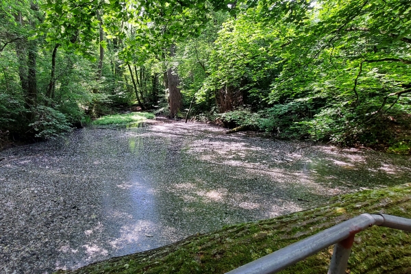 Faune et flore d’exception sur la rive du Rhône