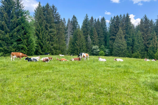 Vom Klosterdorf Bellelay auf den Montbautier