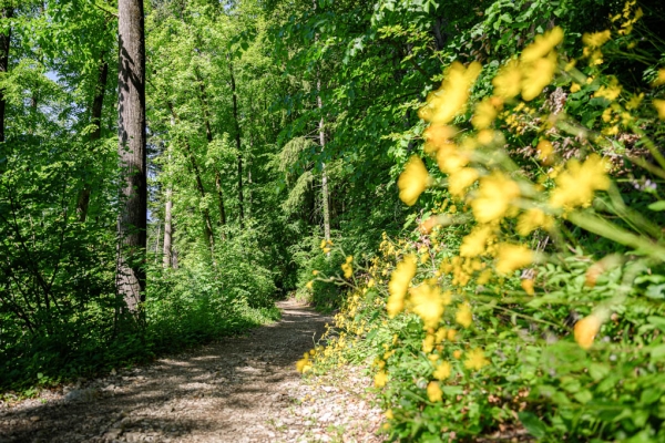 Imposante Seerenbachfälle