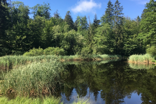 Ruhige Insel im Chernwald