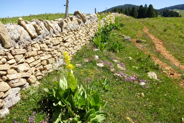 Aventure au sommet dans le Jura vaudois