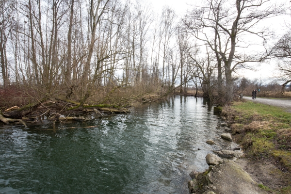 Promenade hivernale au lac de Greifen