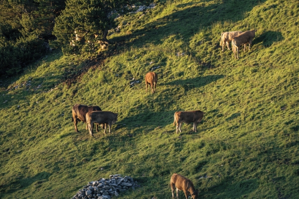 Alpstein: entre prairies et panorama