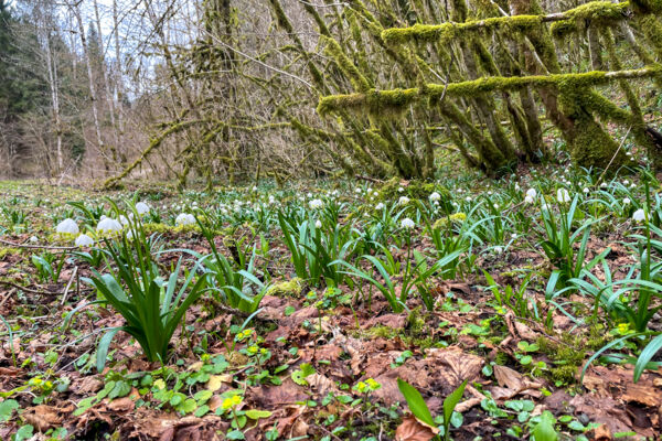 Das Geheimnis des Doubs bei Goumois