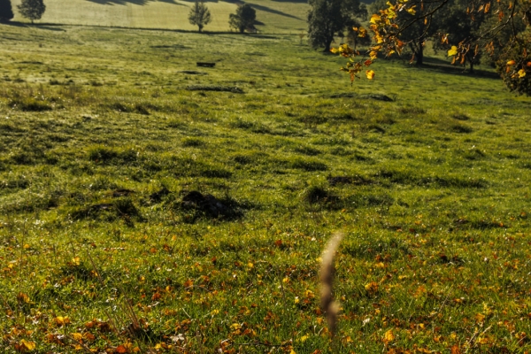 Impressionen in den Freibergen