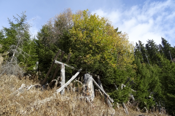 Windwurfflächen in der Surselva