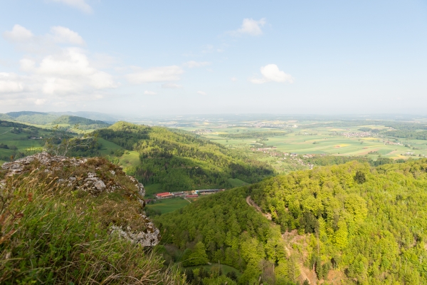 Blühende Damassine-Pflaumenbäume