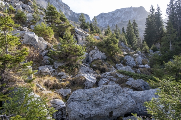 In den Freiburger Voralpen