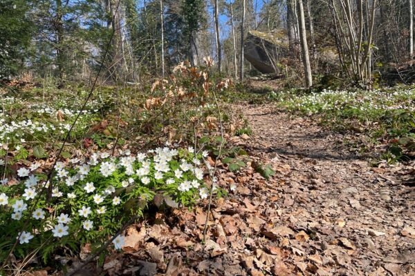 Rund um Neuenburg in die Natur eintauchen