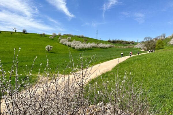 Soleggiata escursione primaverile attraverso la distesa di ciliegi della Fricktal