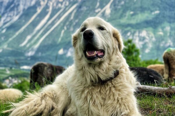 Sonderausgabe: Herdenschutzhunde
