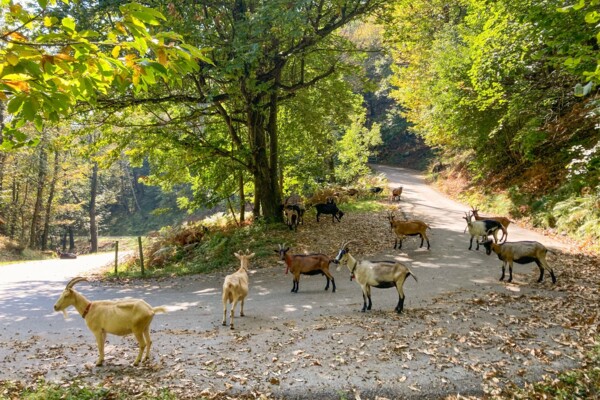 Rundhöcker im Südtessin