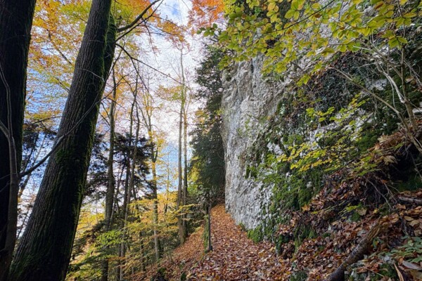 Sur la crête du Fringeliberg