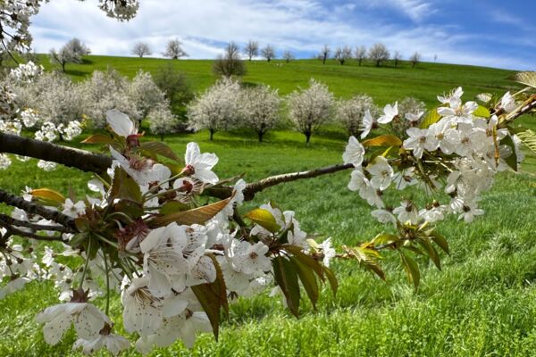 Soleggiata escursione primaverile attraverso la distesa di ciliegi della Fricktal